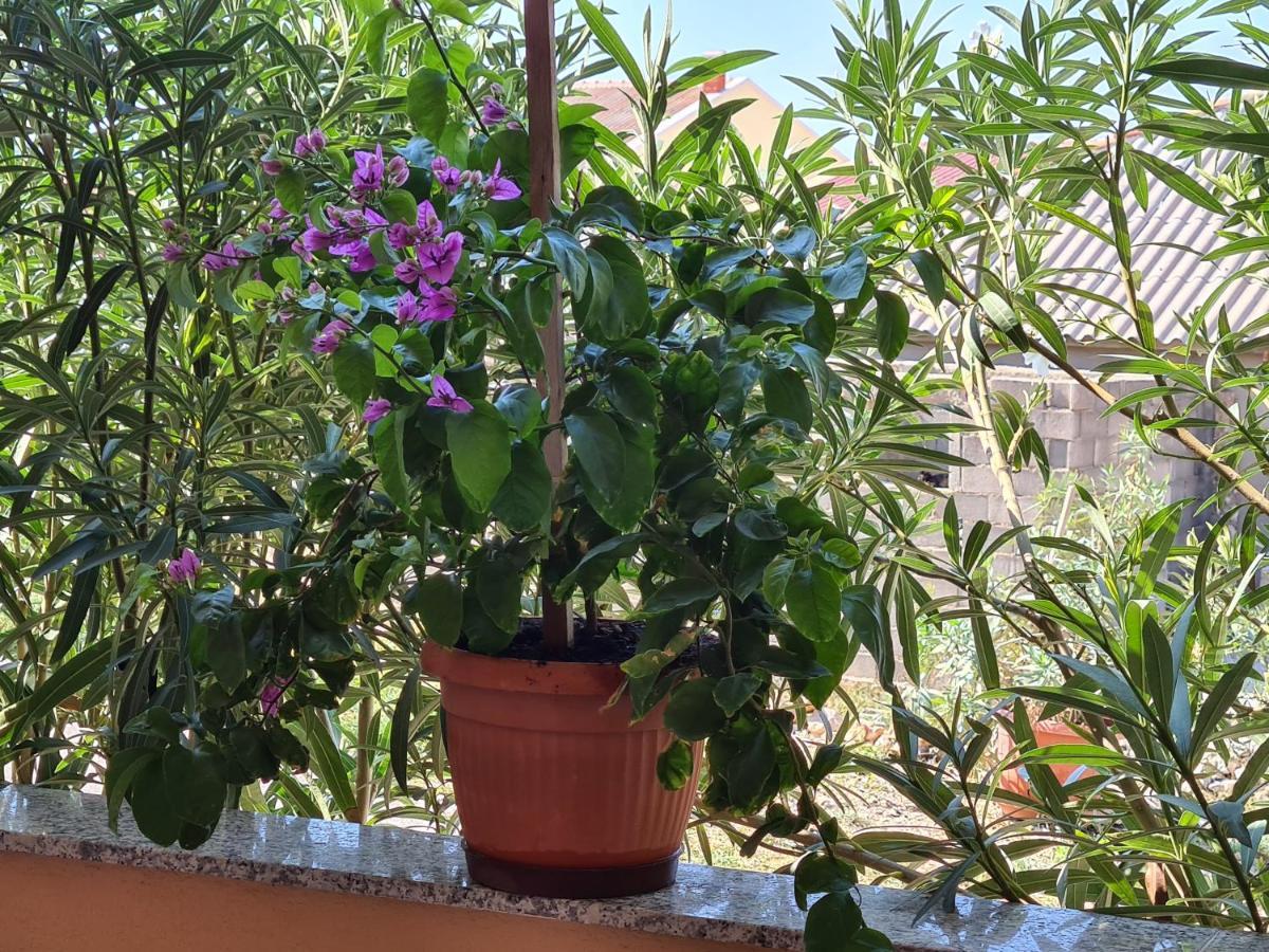 Kustići Apartments Barbati מראה חיצוני תמונה